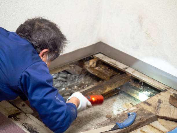 Best Fast Mold Removal  in Savanna, IL