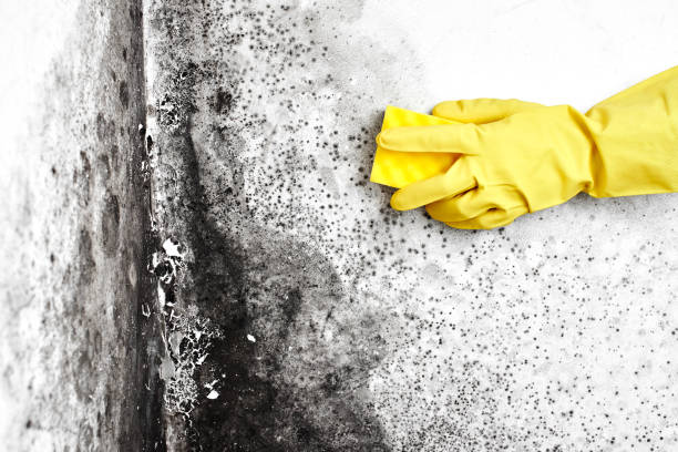 Best Mold Testing  in Savanna, IL