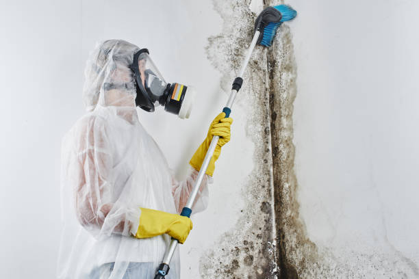 Best Mold Testing  in Savanna, IL