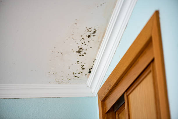 Best Office Mold Removal Services  in Savanna, IL