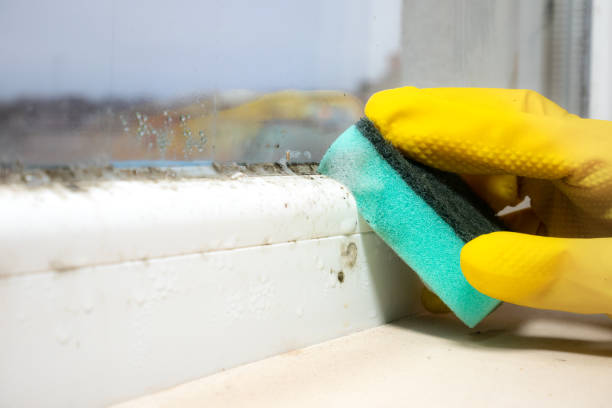 Best Toxic Mold Removal  in Savanna, IL