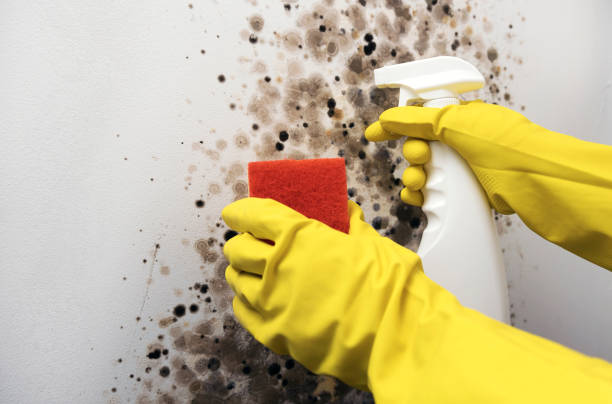 Office Mold Removal Services in Savanna, IL