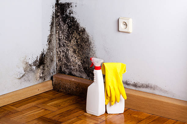 Best Mold Cleaning Services  in Savanna, IL