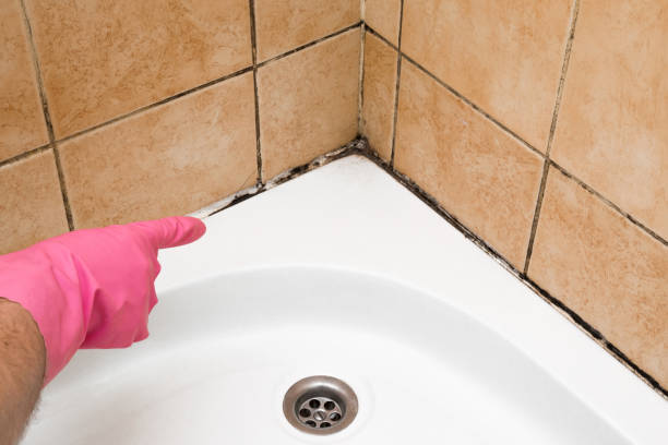 Best Emergency Mold Removal  in Savanna, IL